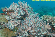 soft coral